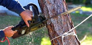 Why Choose Our Tree Removal Services in Parkesburg, PA?