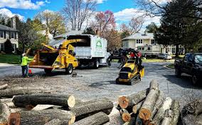 Best Tree Preservation Services  in Rkesburg, PA