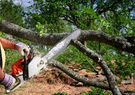 Best Utility Line Clearance  in Rkesburg, PA