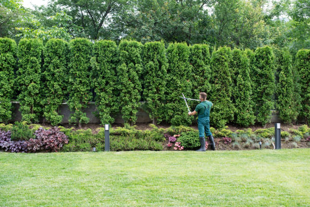 Best Tree Mulching Services  in Rkesburg, PA